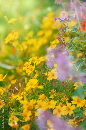 Colorful meadow scene with yellow marigold flowers in garden