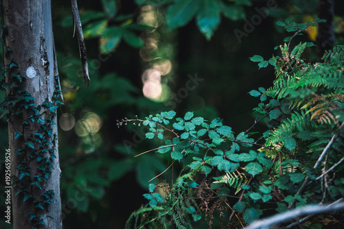 Lush green forest vegetation and ivy climbing a tree trunk with beautiful sunlight bokeh.