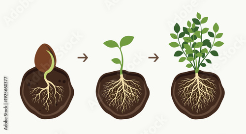 A three-stage illustration showcases the growth cycle of a plant, from a germinating seed to a mature plant with visible roots and foliage, against a cream background.