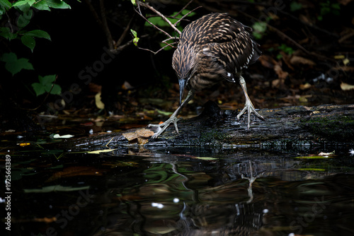 The Black-Crowned Night Heron (Nycticorax nycticorax).