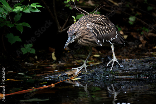 The Black-Crowned Night Heron (Nycticorax nycticorax).