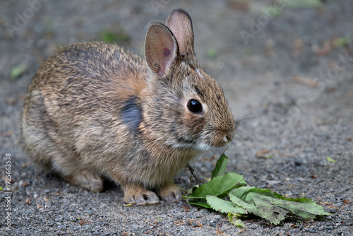 The Eastern Cottontail (Sylvilagus floridanus).