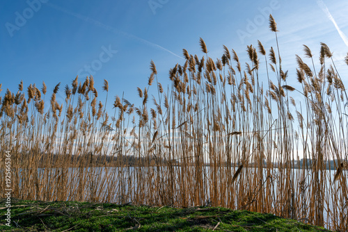 A horizontal shot of tall, dry common reeds (Phragmites australis) growing along the bank of a lake or pond under a clear blue sky. 
