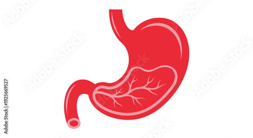 A detailed illustration of a human stomach with internal anatomy visible