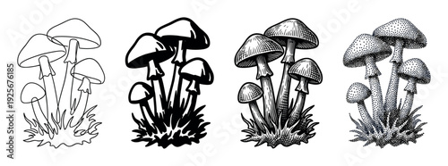 Set of four mushroom illustrations showing different artistic styles including line art, silhouette, hatching, and stippling for a vintage, hand-drawn look