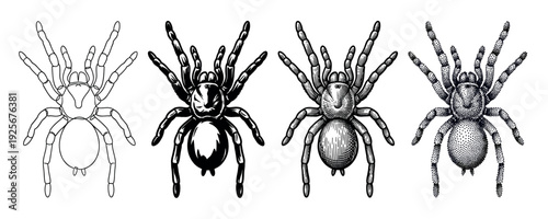 Set of four tarantula spider illustrations in various artistic styles including line art, silhouette, engraving, and stippling, presented in a row for comparison