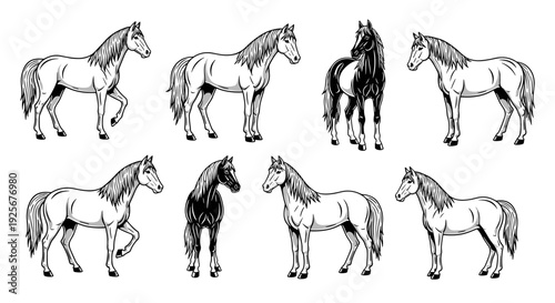 Collection of various horse breeds in detailed black and white sketches.