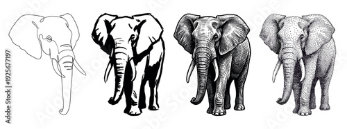 Set of four elephant illustrations showing different artistic styles from simple line art to detailed engraving and stippling, presented as a collection of black and white drawings