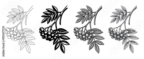 Four black and white rowan berry branch illustrations in different artistic styles, including line art, silhouette, engraving, and stippling for a botanical graphic design set