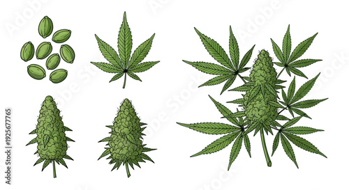 Botanical illustration of cannabis plant leaves seeds and flowering buds
