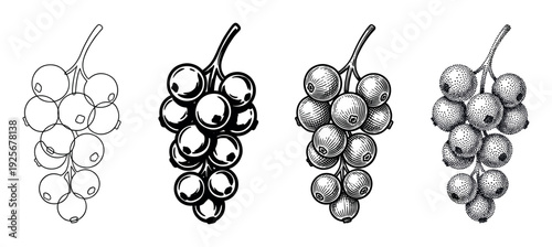 Collection of four black currant berry illustrations in various hand-drawn artistic styles including line art, graphic icon, vintage engraving, and stippling