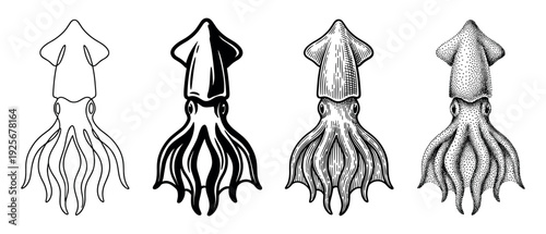 Collection of four squid illustrations showing different artistic styles including simple line art, solid graphic, vintage engraving, and modern stippling for marine life concepts