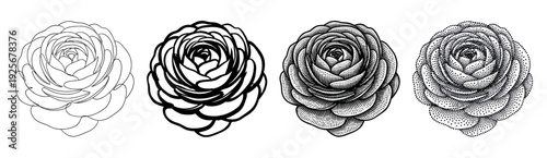 Four black and white ranunculus flower illustrations showing a progression of artistic styles from simple line art and bold outline to detailed engraving and stippling techniques