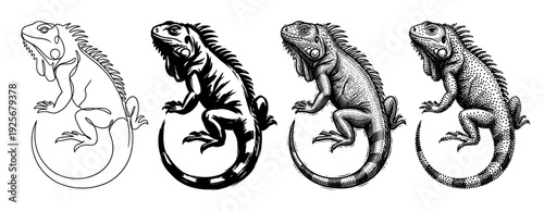 Four black and white iguana illustrations in a set of different artistic styles, including minimalist line art, bold stencil, detailed engraving, and classic dotwork stippling