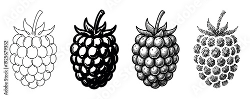 Four black and white raspberry illustrations showing different artistic techniques like continuous line art, solid silhouette, vintage engraving, and modern stippling dotwork
