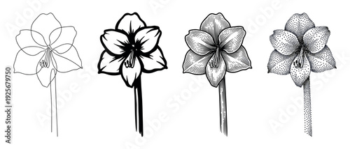 Set of four amaryllis flower illustrations demonstrating different artistic techniques like continuous line art, bold stencil, vintage engraving, and detailed stippling dotwork