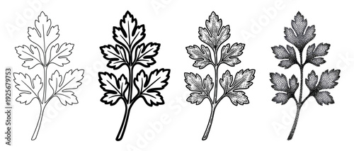 Parsley herb sprig drawn in four distinct black and white styles, including a simple contour, a bold graphic, a vintage engraving, and a modern stipple dotwork design