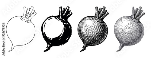 Set of four beetroot illustrations showcasing various artistic styles including simple line art, bold silhouette, detailed engraving, and classic stippling