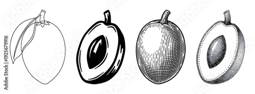 Collection of monochrome plum fruit illustrations showcasing various hand-drawn techniques such as simple line art, bold graphic, vintage engraving, and modern stippling