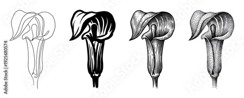 Set of four black trumpet flower illustrations showing different artistic styles including line art, silhouette, engraving, and stippling for a botanical or tattoo design