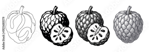 Set of four cherimoya fruit illustrations in various artistic styles including line art, engraving, stippling, and bold ink drawing for a botanical or food concept
