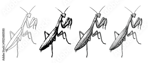 Four praying mantis insect illustrations in a row showing different artistic styles, including line art, solid ink, detailed hatching, and stippling for a graphic design set