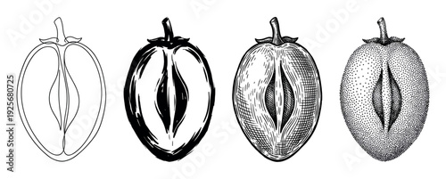 Four persimmon fruit illustrations in different artistic styles showing a cut half with a seed, including line art, brushstroke, engraving, and stippling techniques