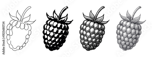 Set of four black raspberry illustrations showing different artistic techniques like continuous line art, brush stroke, vintage engraving, and modern stippling
