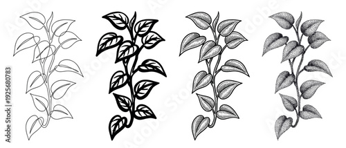 Set of four plant branch illustrations in different graphic styles, including minimalist continuous line, bold silhouette, vintage engraving, and dotwork stippling
