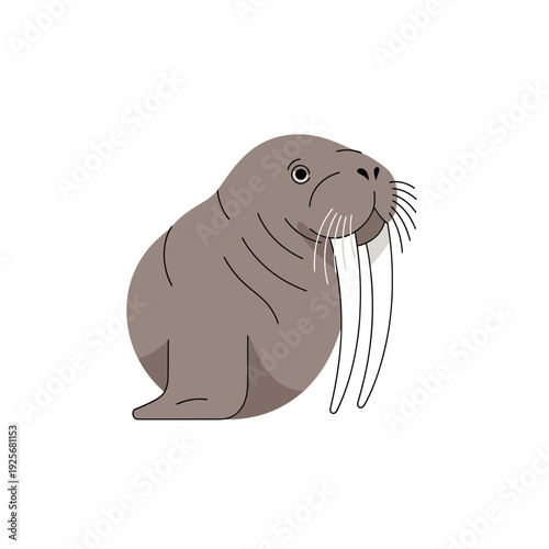Walrus Cartoon Illustration Isolated White.
