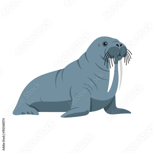 Walrus Illustration on White Background.