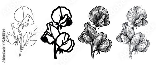 Four illustrated sweet pea flowers depicted in various artistic styles, including minimalist line art, bold graphic shapes, detailed engraving, and intricate stippling, showcasing botanical beauty