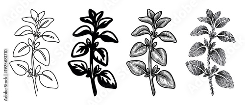 Four oregano sprig illustrations in different artistic styles including line art, silhouette, engraving, and stippling, showcasing a versatile set of botanical drawings