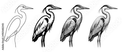 Set of four heron illustrations showing different artistic styles from simple line art to detailed engraving, graphic silhouette, and stippling dotwork for a creative concept
