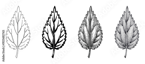 Four black and white nettle leaf illustrations showing different artistic styles including simple line art, bold ink drawing, vintage engraving, and modern stippling
