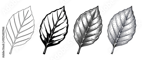Set of four black leaf illustrations showing different artistic techniques like line art, hatching, stippling, and a bold graphic style for botanical or nature concepts