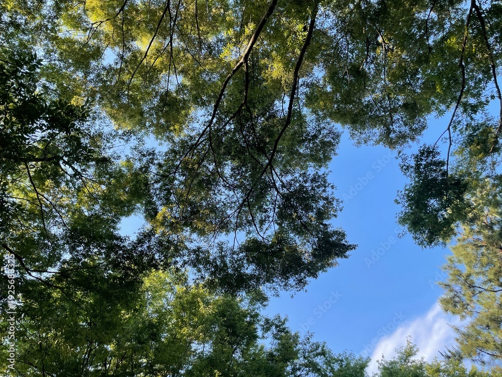 Obraz premium trees and sky