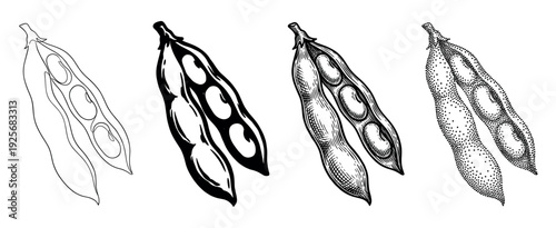 Four black and white bean pod illustrations showing different artistic styles, including line art, silhouette, detailed engraving, and stippling for a graphic botanical collection
