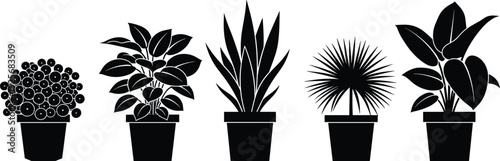 Hand drawn vector illustration collection of potted house plants including cactus succulents monstera green trees and black plant silhouette icons