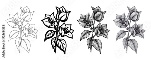 Set of four bougainvillea flower illustrations showcasing different artistic techniques from simple line art and bold outline to detailed engraving and stippling dotwork