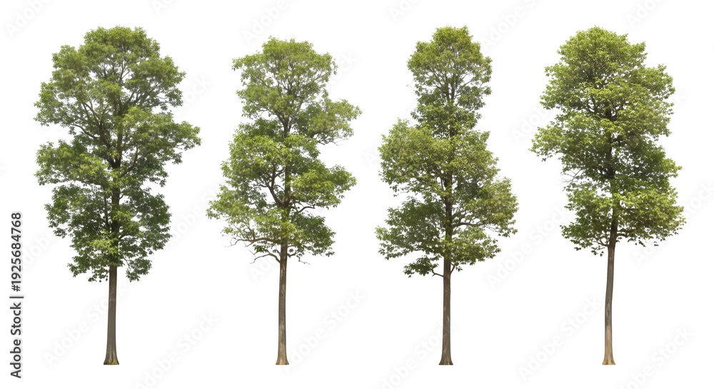 Fototapeta premium Four trees with green leaves on transparent background, viewed from the front