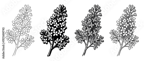 Four black and white lilac flower illustrations in a set showing different graphic styles like line art, silhouette, vintage engraving, and modern stippling for botanical design