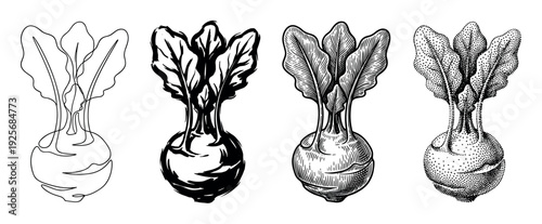Four kohlrabi vegetable illustrations in different graphic styles showing a collection of artistic techniques like line art, brush stroke, detailed engraving, and stippling