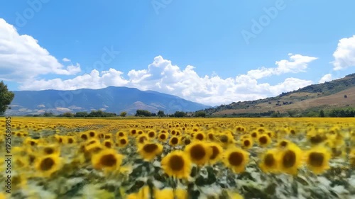Low angle aerial view flying forward through a vast field of blooming sunflowers under a bright blue sky with mountains.