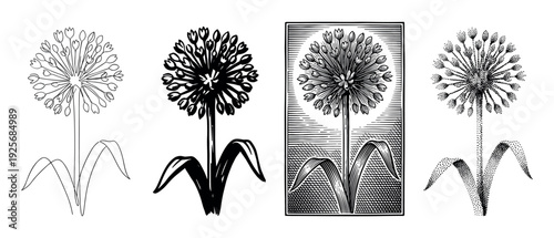 Four black and white allium flower illustrations in different artistic styles including line art, silhouette, vintage woodcut engraving, and stippling for a graphic botanical collection