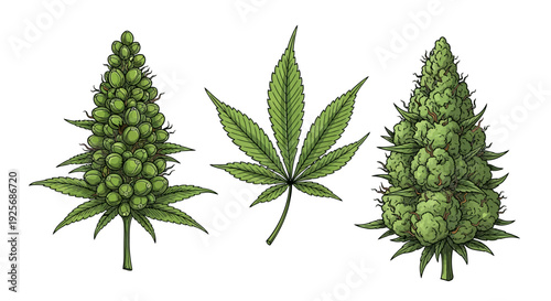 Detailed botanical illustration of three cannabis plant elements
