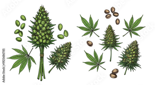 Detailed botanical illustration of cannabis plant with buds and seeds