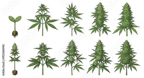 Cannabis plant growth stages illustrated from seed to flowering bud