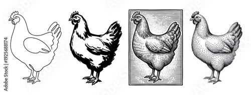 Four chicken illustrations in various artistic styles including minimalist line art, ink sketch, vintage engraving, and stippling, showcasing different graphic techniques