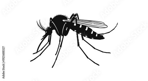 Detailed black and white illustration of a mosquito showing its anatomical features